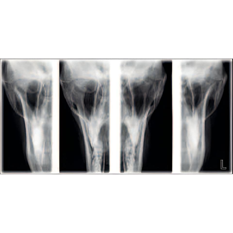 Planmeca ProMax Pan Dental X-Ray System thumbnail 10